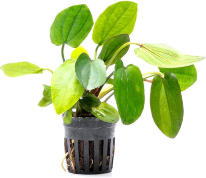 SubstrateSource Live Plants - Echinodorus ‘Horizontalis Variegated’ - Moderate to High Light, Green