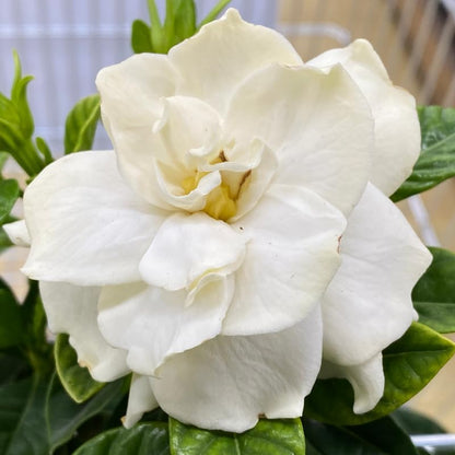 Gardenia Live Plant, White Flower Jasmine Gardenia Plant in 4 Inch Pot, White Gardenia Flower Live