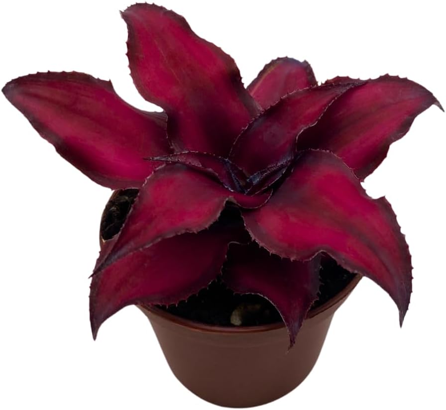 BubbleBlooms Cryptanthus Bivittatus in a 2 inch Pot Earth Star Bromeliad, Tiny Mini Pixie Plant