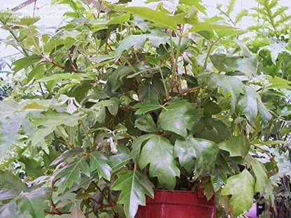 Grape Ivy - 5 Live Plants in 4 Inch Pots -Cissus Rhombifolia - Beautiful Easy Care Indoor