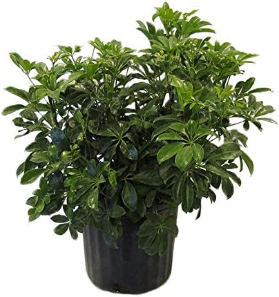 American Plant Exchange Schefflera Arboricola – 10-Inch Pot – Live Easy Care Tropical Shrub