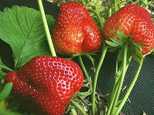 Seeds Giant Strawberry Fresca Everbearing Berries Indoor Non GMO Fruits for Planting