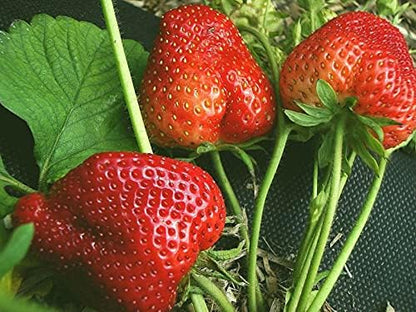 Seeds Giant Strawberry Fresca Everbearing Berries Indoor Non GMO Fruits for Planting