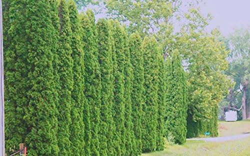 Two Pack of Emerald Arborvitae - 2 Live Plants Shipped 1 to 2 Feet Tall by DAS Farms (No California)