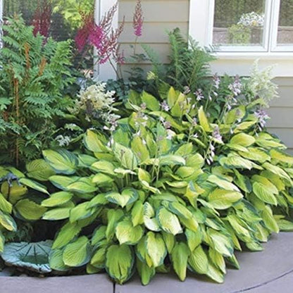 6 Pack of Mixed Heart-Shaped Hosta Bare Roots Plants - Rich Green Foliage, Low Maintenance for Your