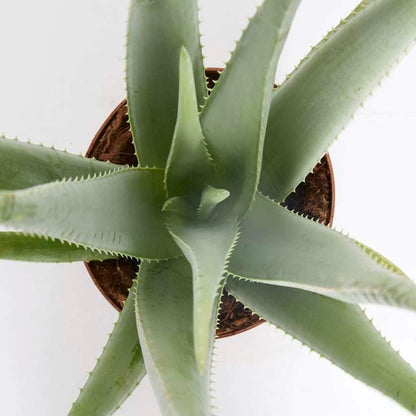 Aloe Vera Live Plant for Indoor | Different Houseplants in 4'' & 6'' Pot | Real House Plant for