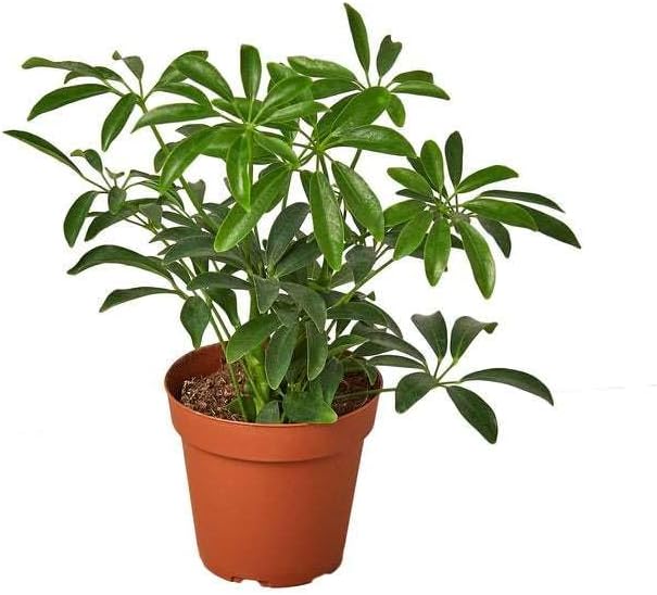 Schefflera Arboricola Live Plant for Indoor | Different Houseplants in 3'' Pot | Real House Plant