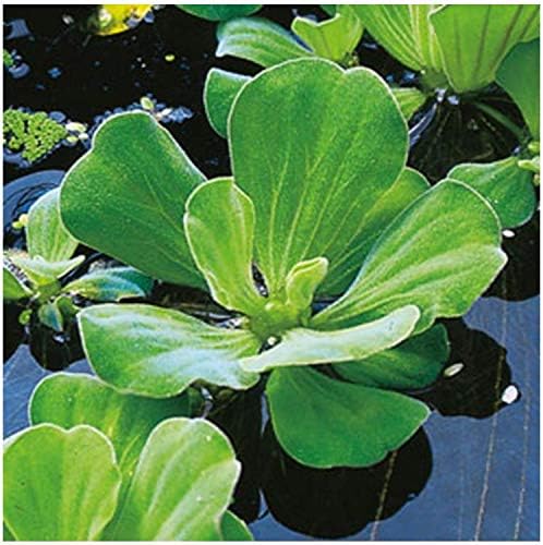 Floating Plants for Water Gardens and Ponds (Water Lettuce)