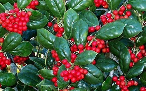 Burfordi Holly | 3 Live Plants | Ilex Cornuta | Fast Growing Evergreen Shrubs, Privacy Hedge