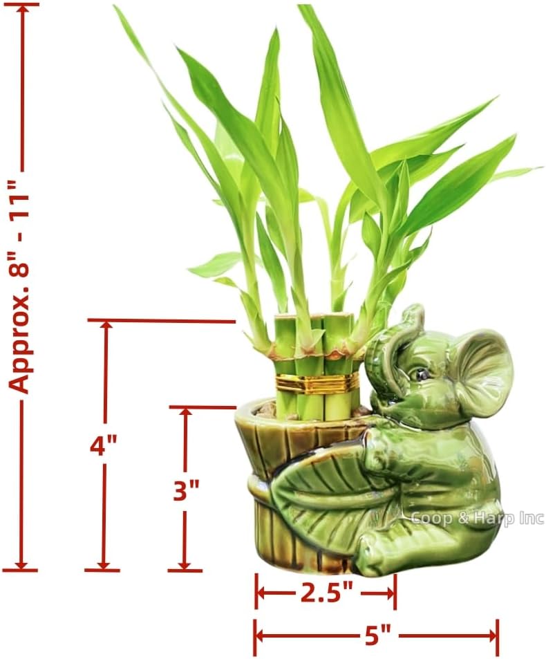 6-Stalk of 4" Small Lucky Bamboo Live Indoor Plant with Ceramic Vase, Live Indoor Lucky Bamboo for