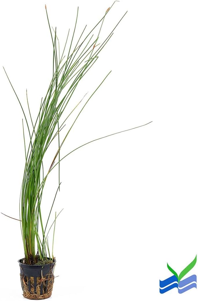 Aquarium Plants Discounts Potted Tall Hairgrass by AquaLeaf Aquatics - Easy Aquatic Live Plant