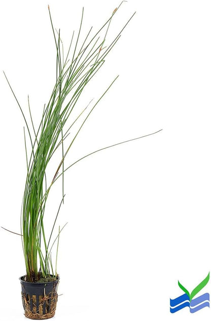 Aquarium Plants Discounts Potted Tall Hairgrass by AquaLeaf Aquatics - Easy Aquatic Live Plant