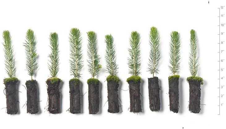 Colorado Blue Spruce Tree Plug Seedlings | 6"-12" | Arbor Day Foundation (10-Pack)