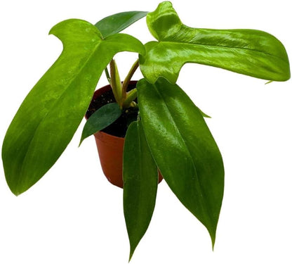 BubbleBlooms Philo Florida Green, 4 inch Philodendron Pedatum