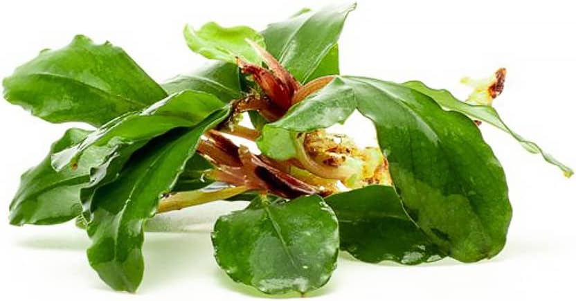 SubstrateSource Bucephalandra Red Cherry Live Aquarium Plant - Natural Freshwater Fish Tank