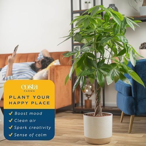 Costa Farms Money Tree Live Plants in Decorative Pot, Large Air Purifying Indoor Houseplant