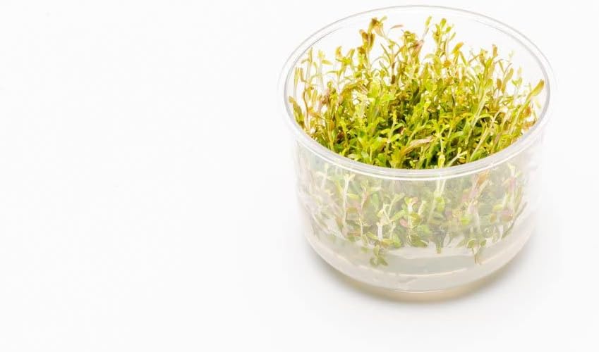 Ultum Nature Systems Rotala H'ra Tissue Culture Live Plant for Aquarium, Freshwater Fish Tank