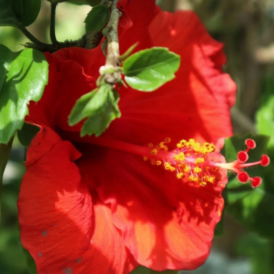 Pink Hibiscus. rosa-sinensis. Live Plant - Tropical Blooming Hibiscus, Pretty Flowers, Used in Tea