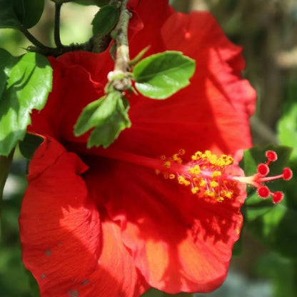 Red Hibiscus. rosa-sinensis. Live Plant - Tropical Blooming Hibiscus, Pretty Flowers, Used in Tea