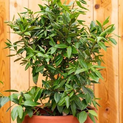 Mediterranean Bay Leaf, Bay Laurel Live Plant. Standard Variety - Laurus Nobilis. Live Plant.
