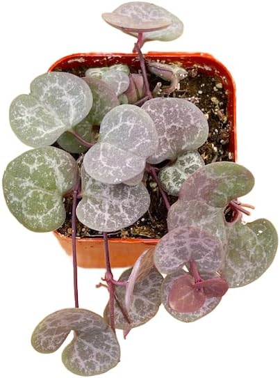 Succulents Plants Live 2" String of Hearts, Live Mini Succulent Plants, Easy Care House Plants