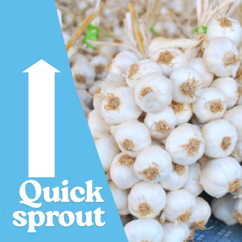 1 Pound Garlic for Planting in Fall Hardneck, 8-10 Red Garlic Bulbs for Planting, Fresh and High