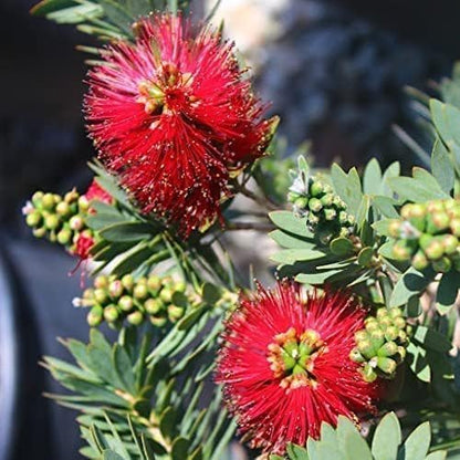 Little John Dwarf Bottlebrush | 20 Live Plants | Callistemon | Compact Blooming Shrub | Attracts