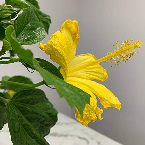 Hibiscus Live Plant - Yellow Hibiscus Bush - Flowering Plants - Yellow Ft. Myers - Overall Height