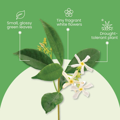 American Plant Exchange Variegated Confederate Jasmine – 6-Inch Pot – Live Fragrant Flowering Vine