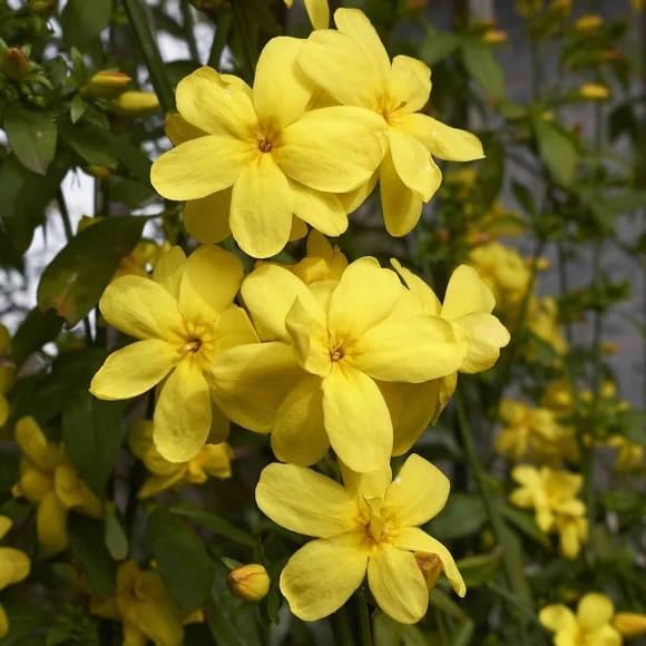 Primrose Jasmine (Jasminum Mesnyi) Live Plant - Fragrant Yellow Blooms. Japanese, Chinese, Asian.