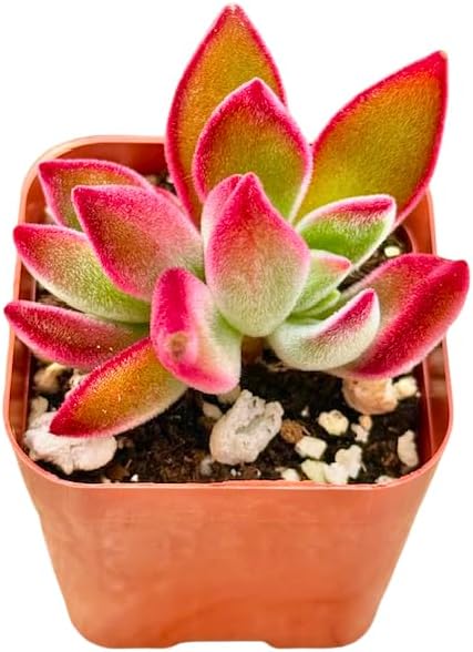 2" Echeveria Ruby Slippers Unique Succulents Plants Live, Live Starter Succulent Plants, Easy Care