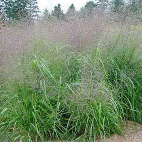Outsidepride Sand Love Grass Seeds - 5,000 Pcs. Perennial, Easy to Grow, Drought-Tolerant, Tall