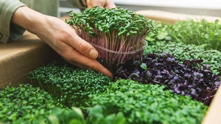 Gardenera Organic Microgreens Premium Potting Mix: Superior Nutrient Retention and Plant Vitality
