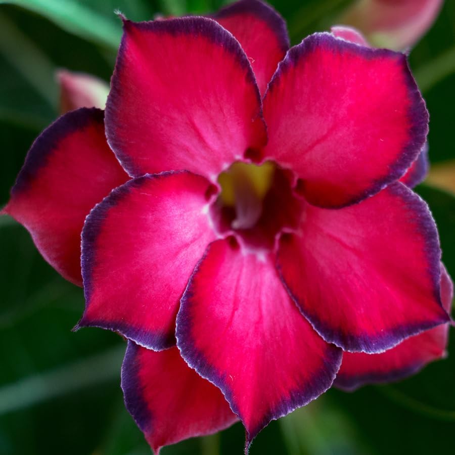 20 Desert Rose Seeds for Planting Mixed Color Ready to Grow Adenium Obesum Seeds Exotic Succulent