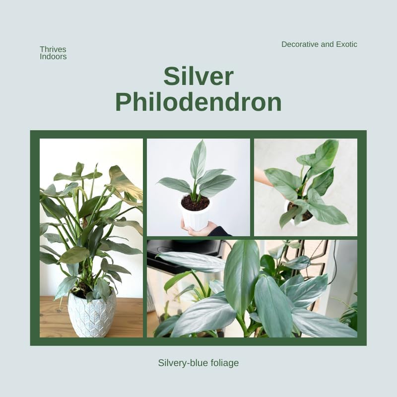2 Silver Philodendron Live Plant 5-9" Tall, Rare Tropical Indoor Houseplant Home Garden