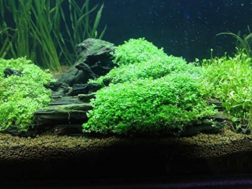 Foreground Potted Live Aquarium Plants | Freshwater Aquatic Plants for Aquariums (Potted Dwarf Baby