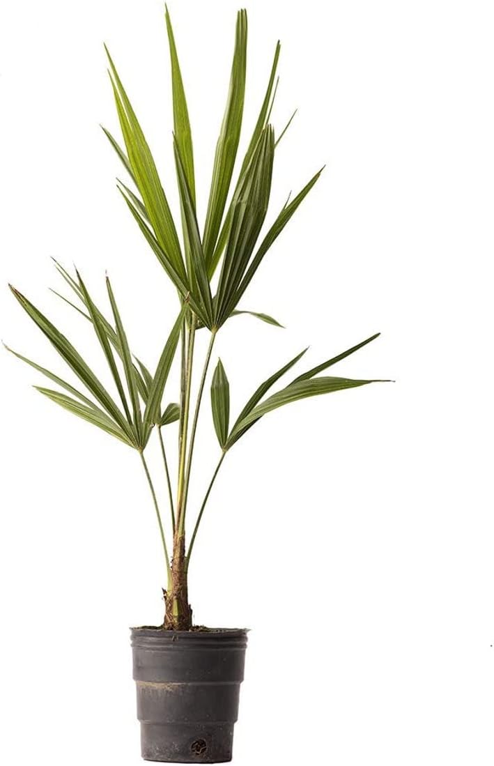 American Plant Exchange Windmill Palm – 4-Inch 3-Pack – Live Easy Care Tropical Outdoor Palm Tree