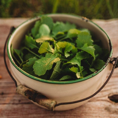Seven Top Turnip Greens - 250 Seeds - Fast-Growing, Cold Tolerant Green, Great for Braising &