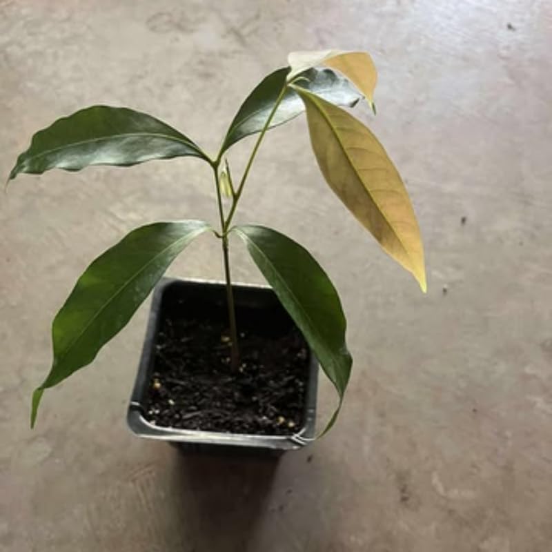 Lychee Tree Live Plant, 4 Inch Pot, 6 to 8 Inch Tall Tropical Lychee Fruit Tree