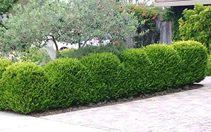 Japanese Boxwood | 3 Live 4 Inch Pots | Buxus Microphylla | Formal Evergreen Low Maintenance Hedge