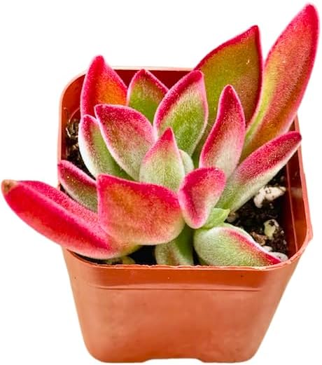 2" Echeveria Ruby Slippers Unique Succulents Plants Live, Live Starter Succulent Plants, Easy Care