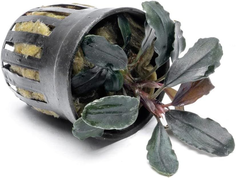 SubstrateSource Bucephalandra Rainbow Marble Potted Live Aquarium Plant - Natural Freshwater Fish