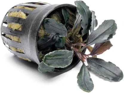SubstrateSource Bucephalandra Rainbow Marble Potted Live Aquarium Plant - Natural Freshwater Fish