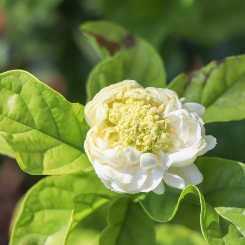 Jasmine Plant, Fragrant Jasmine Flower Vine 4-8 Inches Well Rooted for Container, Hanging Basket