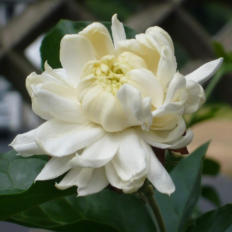 Jasmine Plant, Fragrant Jasmine Flower Vine 4-8 Inches Well Rooted for Container, Hanging Basket