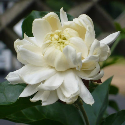 Jasmine Plant, Fragrant Jasmine Flower Vine 4-8 Inches Well Rooted for Container, Hanging Basket