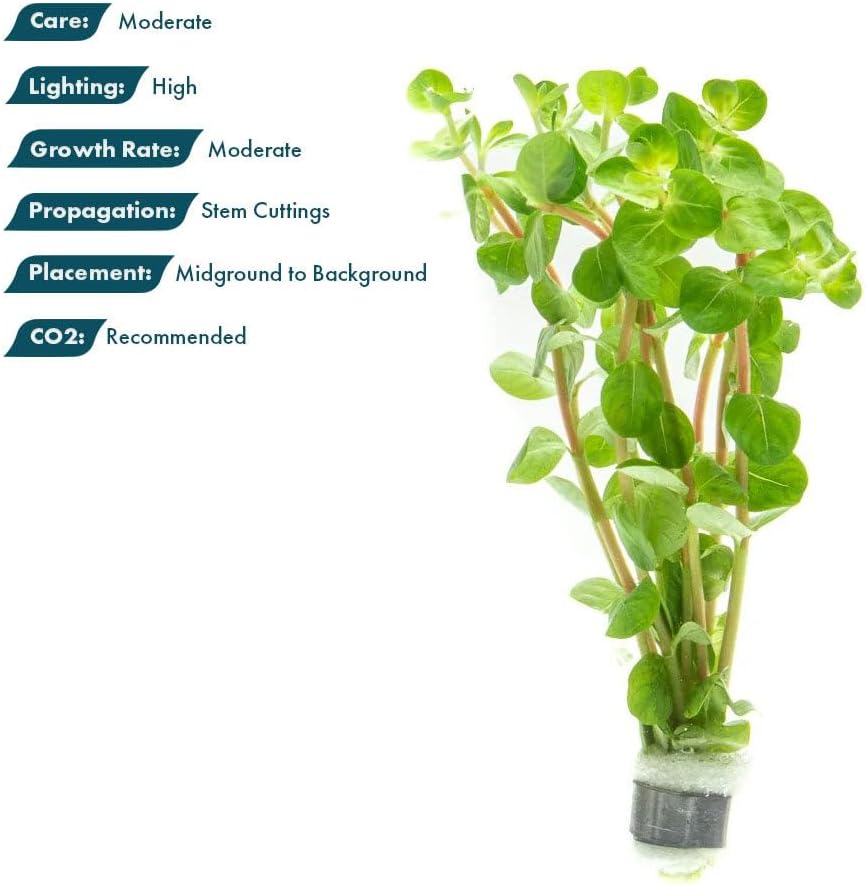 SubstrateSource Live Plant - Rotala Fujian - Moderate Care, High Light, Orange-Pink Accent