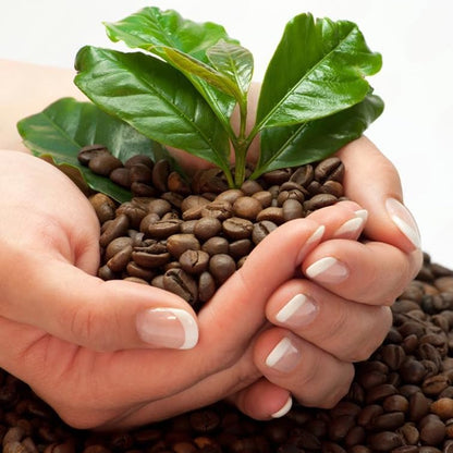 Coffee Plant Arabica (4 Pack) Real Live Plant for Sale | Coffee Lover's Dream | Easy to Grow Live