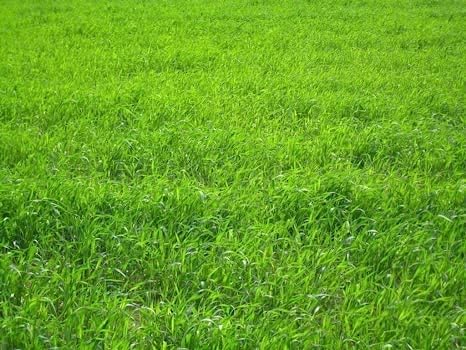 Perennial Ryegrass Seeds for Planting - Premium Quality Rye Grass Seed (5 Pounds)