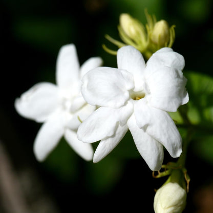 Jasmine Plant, Fragrant Jasmine Flower Vine 4-8 Inches Well Rooted for Container, Hanging Basket